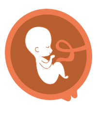 20-24.Hafta Anomali Taraması Muayenesi (2. Trimester Detaylı US)