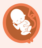 28-30. Hafta Anomali Taraması (3. Trimester Detaylı US)